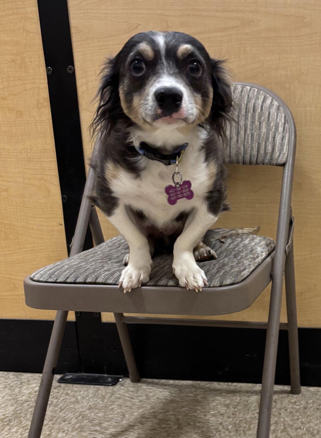 Mr Shilo, a Adopted mixed breed in Glendale, AZ image 2/3