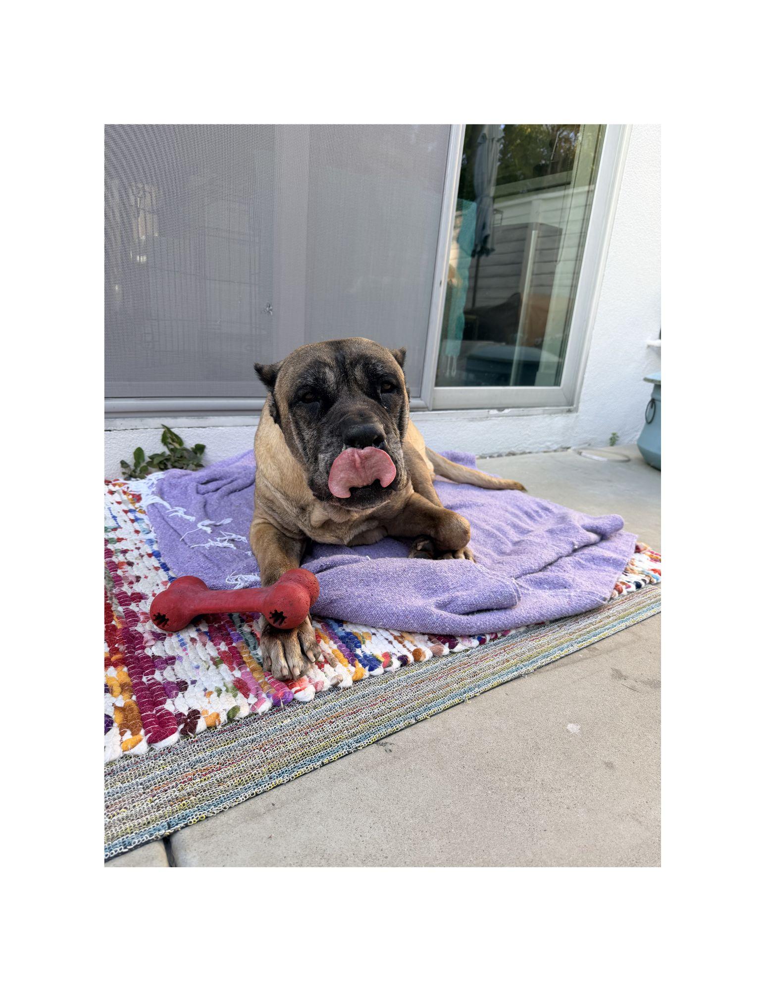 Enlarge Honey, a ADOPTABLE mixed breed in Huntington Beach, CA image 1/3