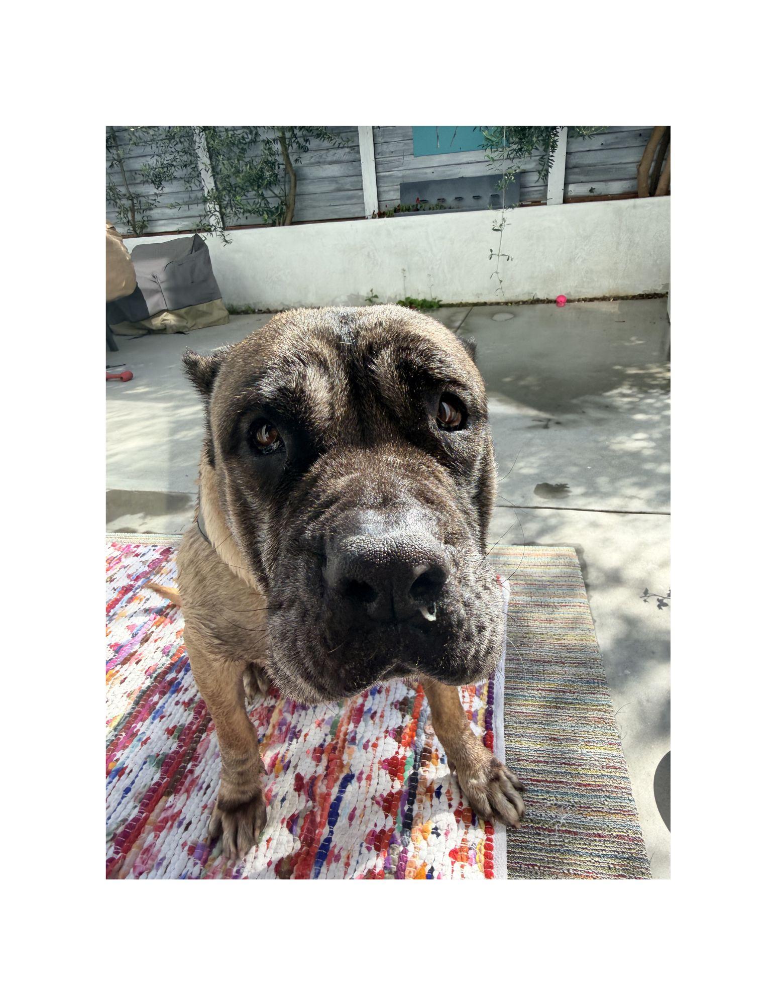 Enlarge Honey, a ADOPTABLE mixed breed in Huntington Beach, CA image 3/3