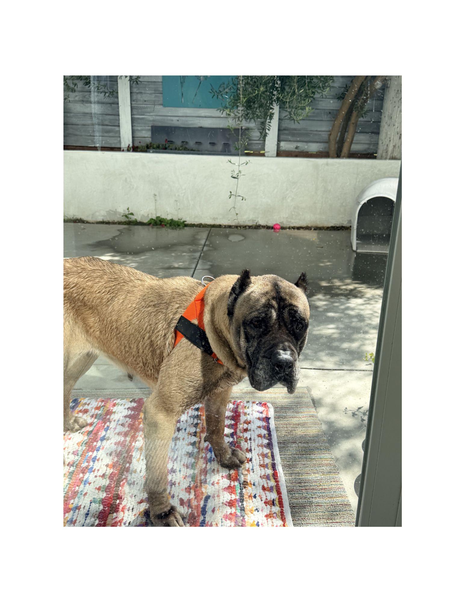 Enlarge Honey, a ADOPTABLE mixed breed in Huntington Beach, CA image 2/3