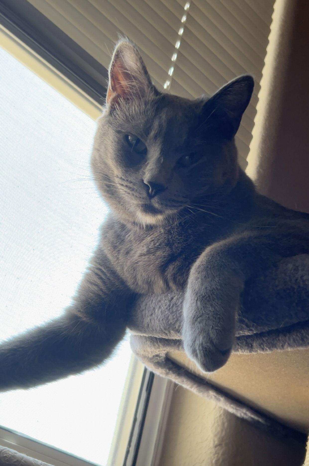 Sheldon, Adoptable, Adult Male Domestic Medium Hair.