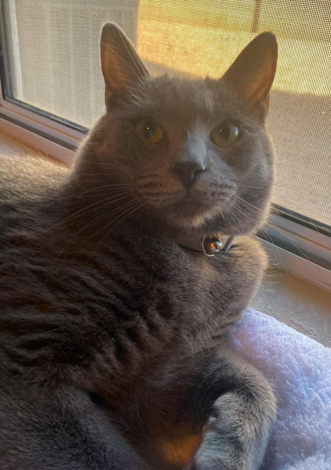 Enlarge Sheldon, a Adoptable Domestic Medium Hair in Glendale, AZ image 2/3