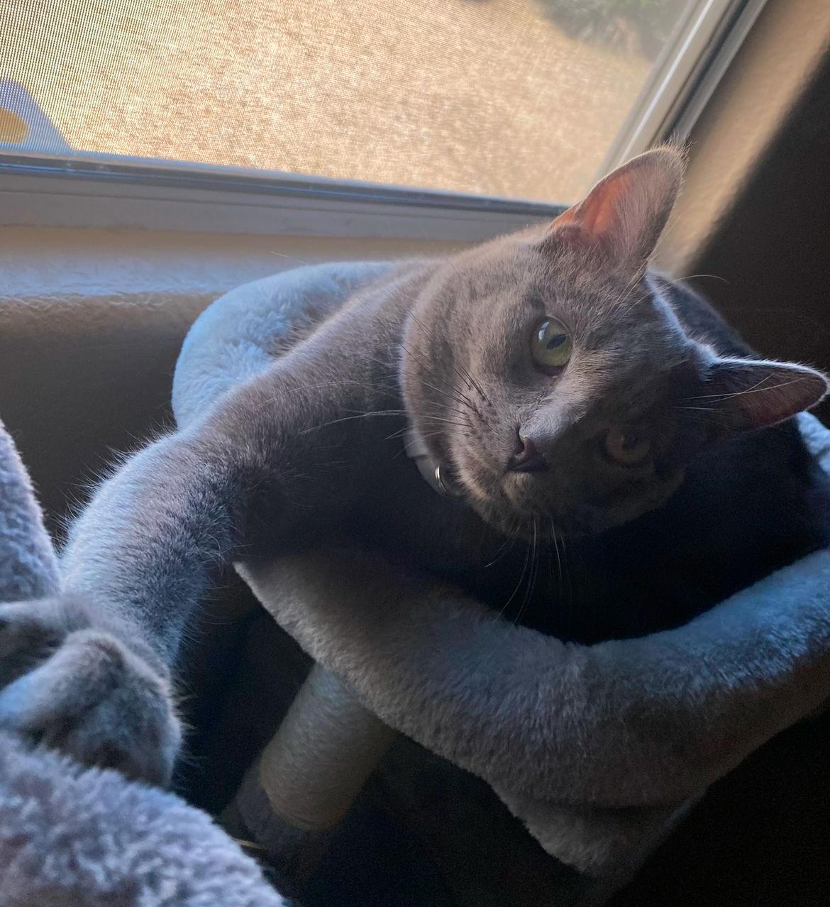 Enlarge Sheldon, a Adoptable Domestic Medium Hair in Glendale, AZ image 3/3