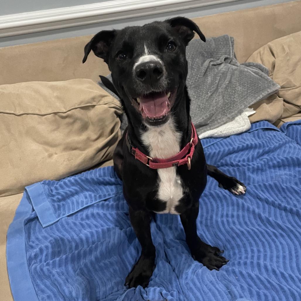 Blakie, Adoptable, Adult Male Mixed Breed.