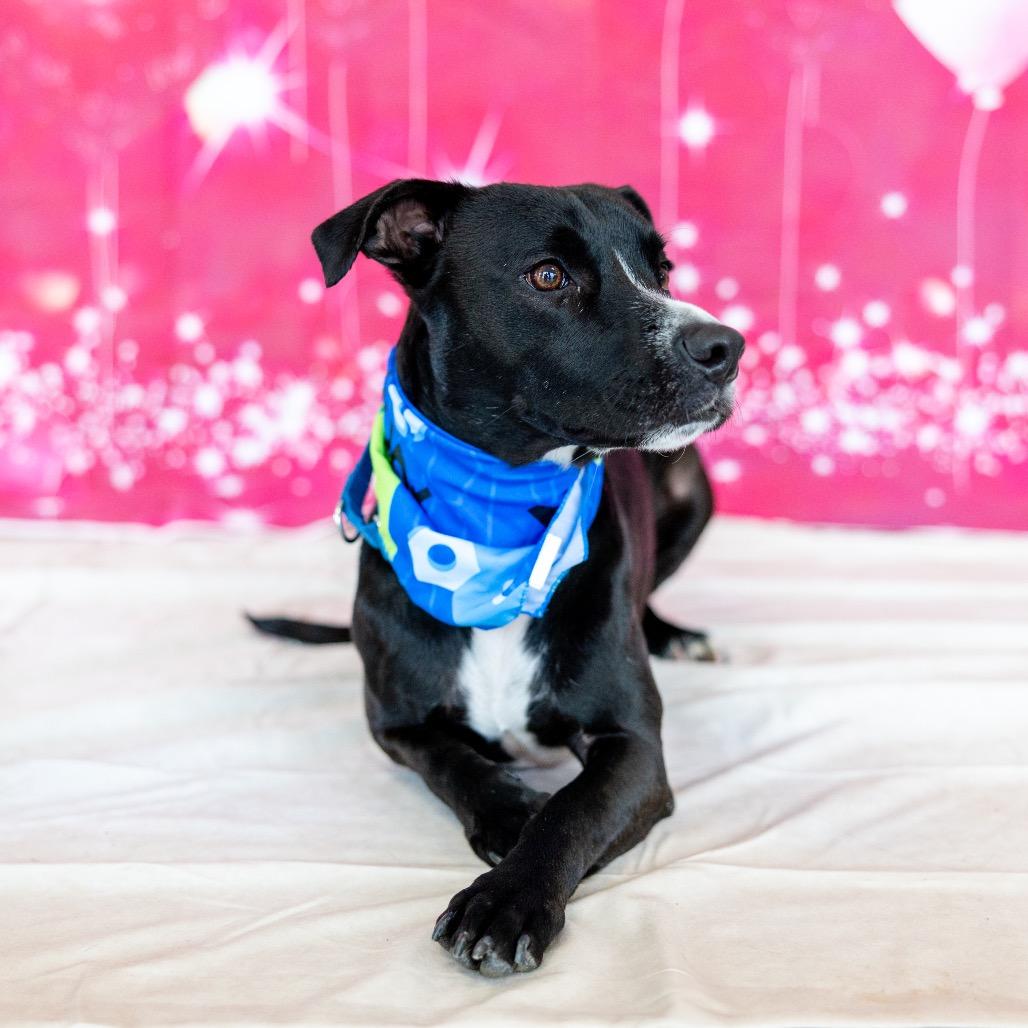 Enlarge Blakie, a Adoptable Mixed Breed in Fredericksburg, VA image 2/6