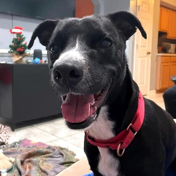 Enlarge Blakie, a Adoptable Mixed Breed in Fredericksburg, VA image 3/6