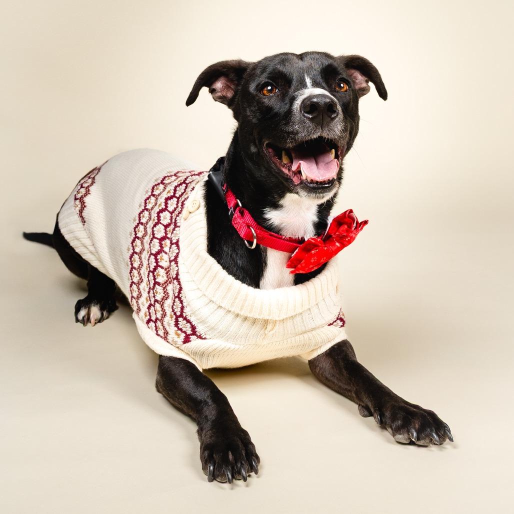 Enlarge Blakie, a Adoptable Mixed Breed in Fredericksburg, VA image 4/6