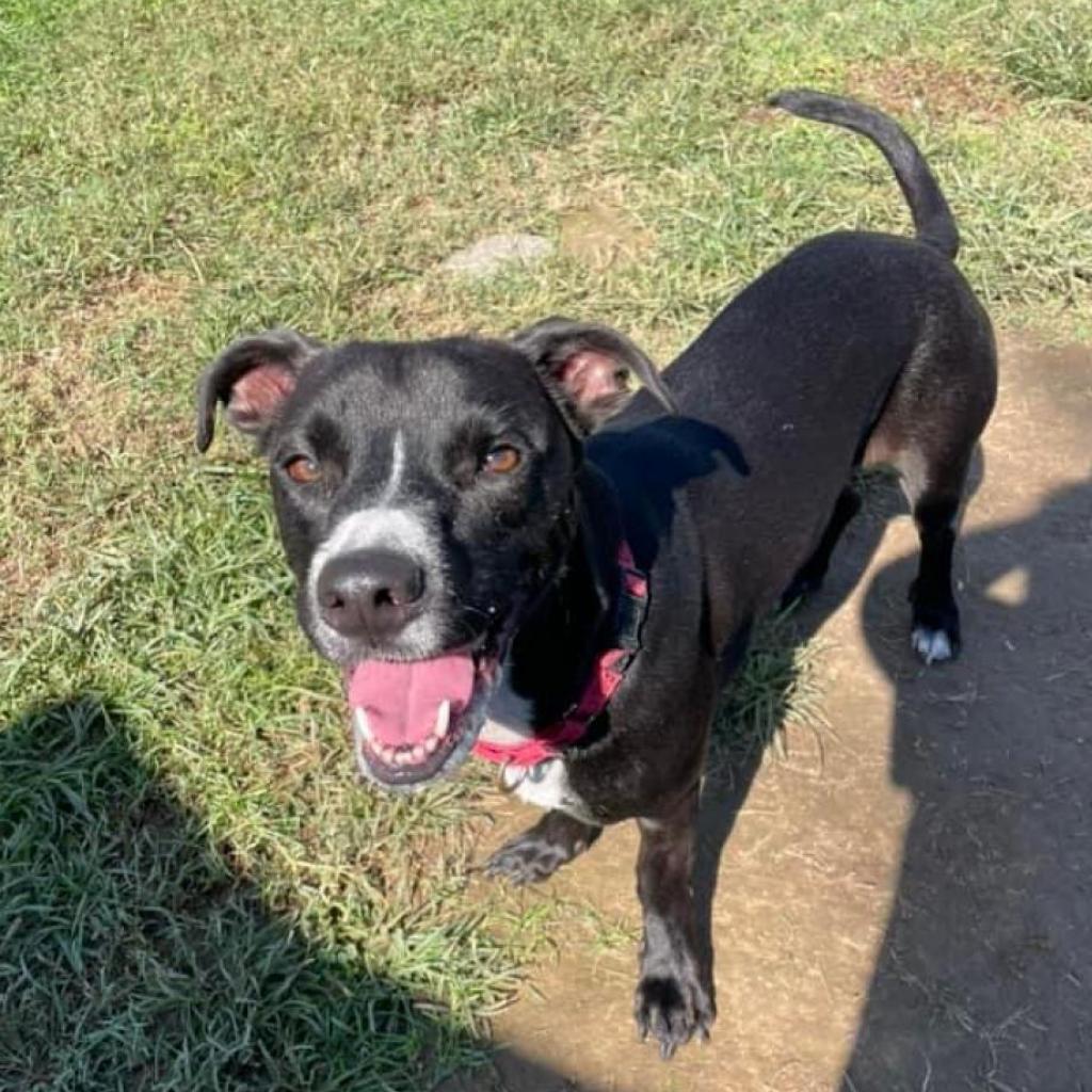 Enlarge Blakie, a Adoptable Mixed Breed in Fredericksburg, VA image 5/6