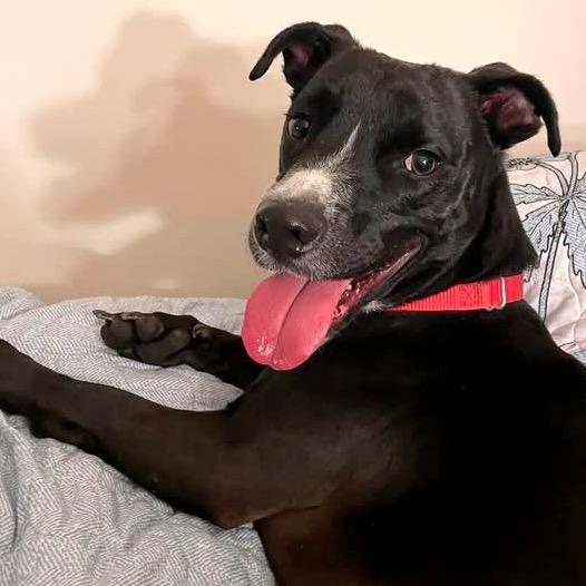 Enlarge Blakie, a Adoptable Mixed Breed in Fredericksburg, VA image 6/6