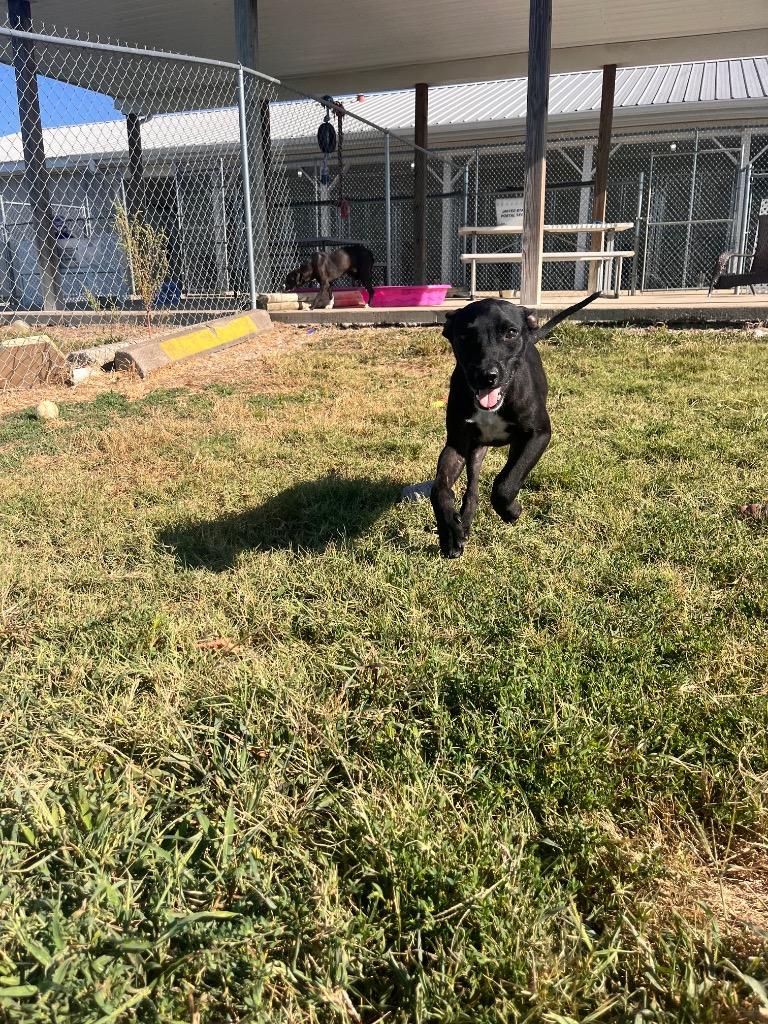 Enlarge Lock, a Adoptable mixed breed in Hopkinsville, KY image 2/6