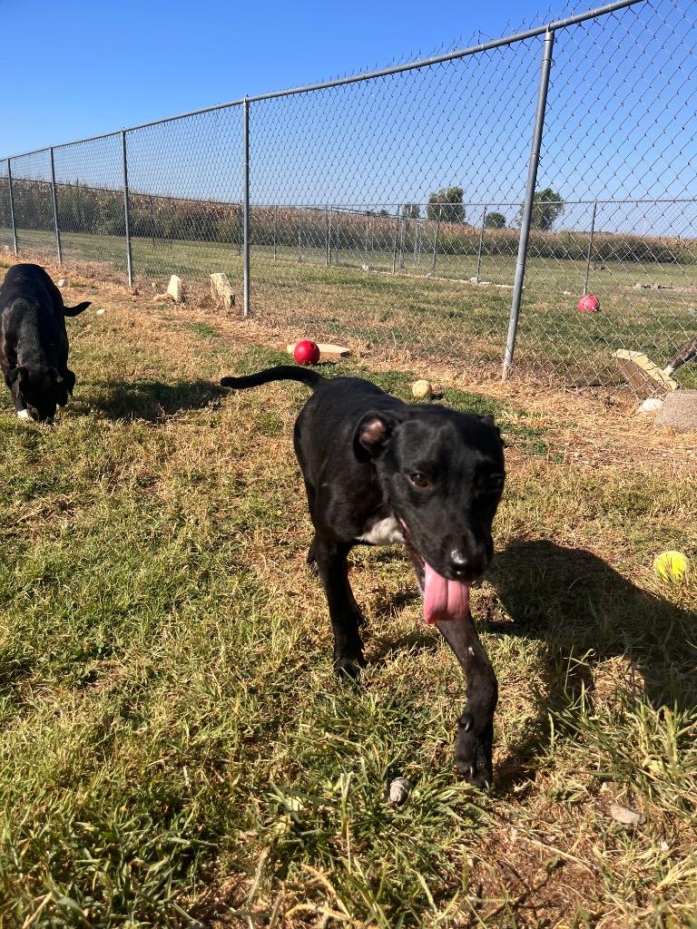 Lock, Adoptable, Young Male Labrador Retriever.