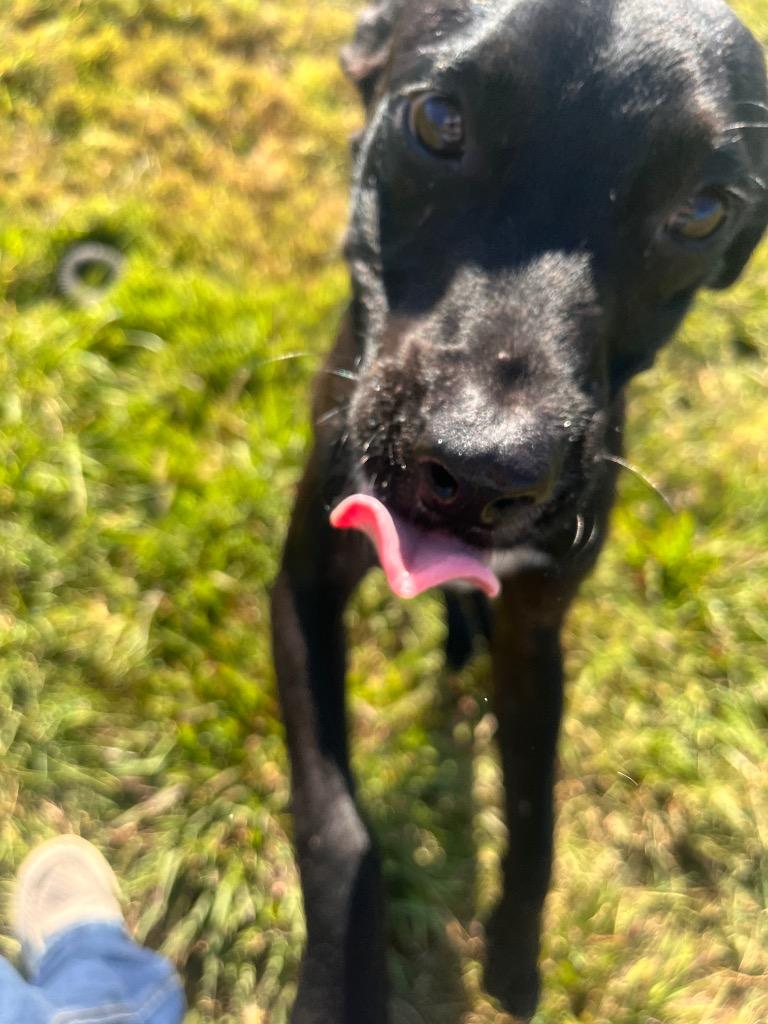 Lock, a Adoptable mixed breed in Hopkinsville, KY image 2/6