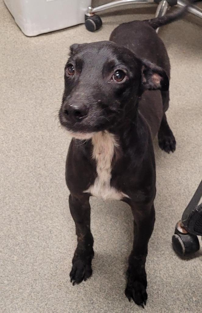 Enlarge Lock, a Adoptable mixed breed in Hopkinsville, KY image 5/6