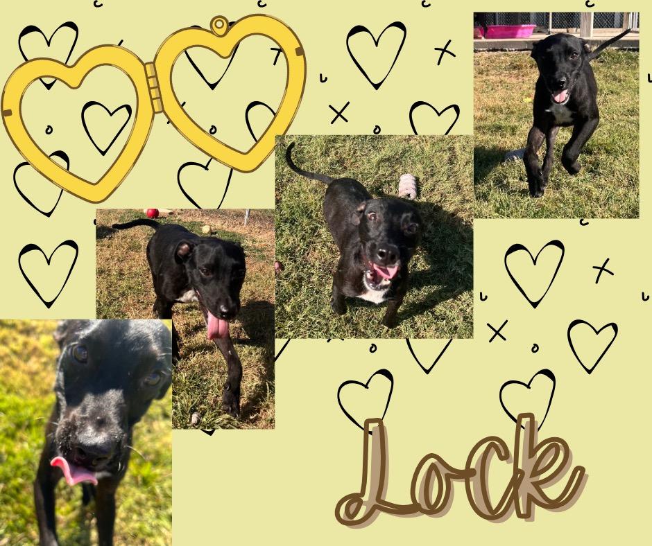Lock, a Adoptable mixed breed in Hopkinsville, KY image 6/6