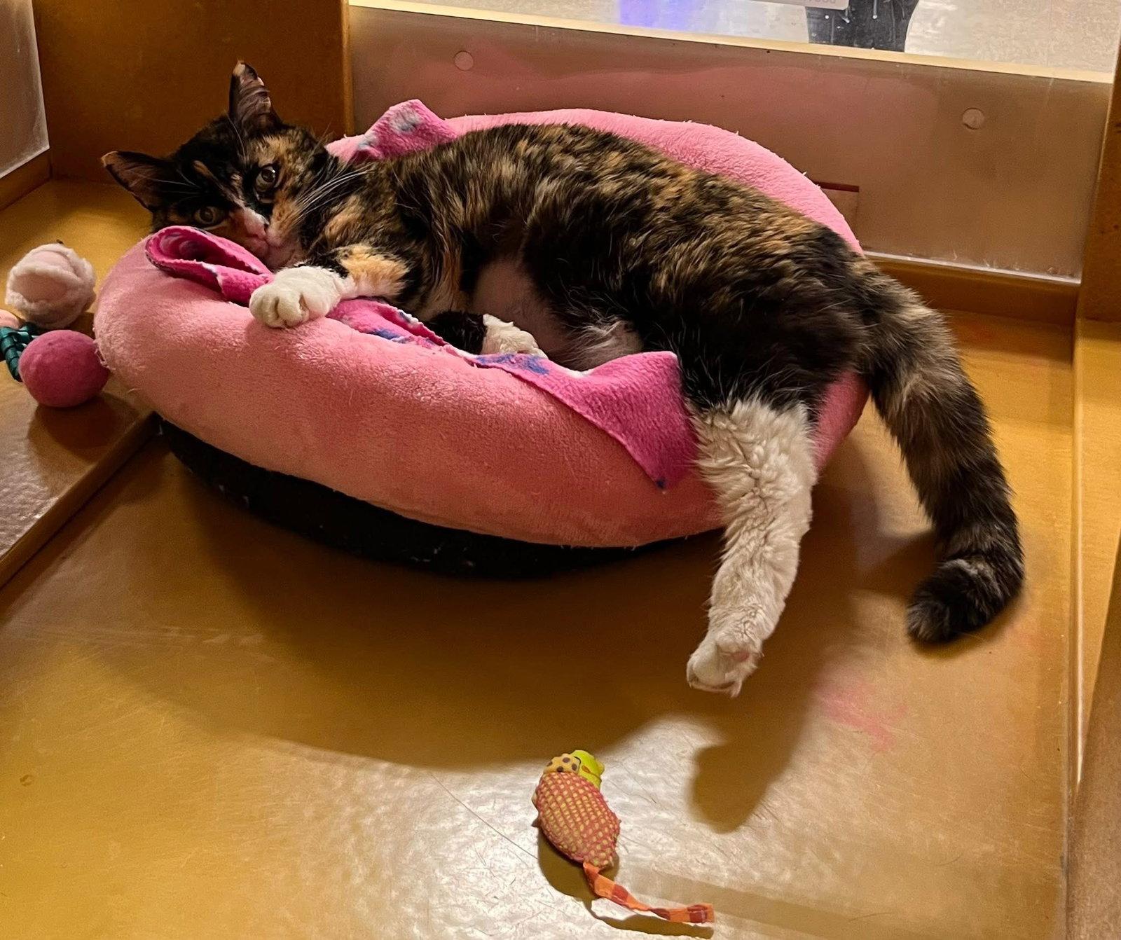 Enlarge Jasmine, a Adoptable Calico in Scottsdale, AZ image 1/3