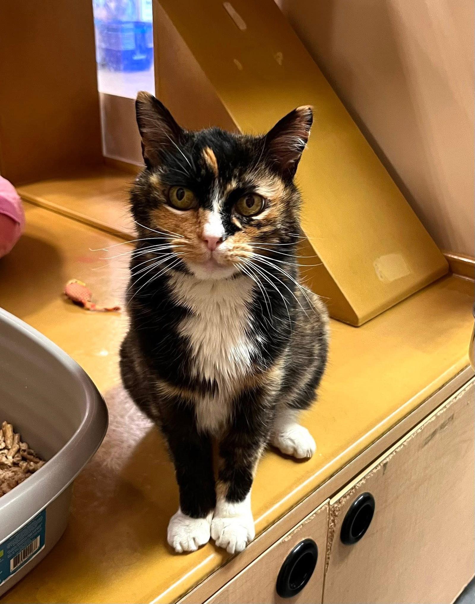 Enlarge Jasmine, a Adoptable Calico in Scottsdale, AZ image 2/3