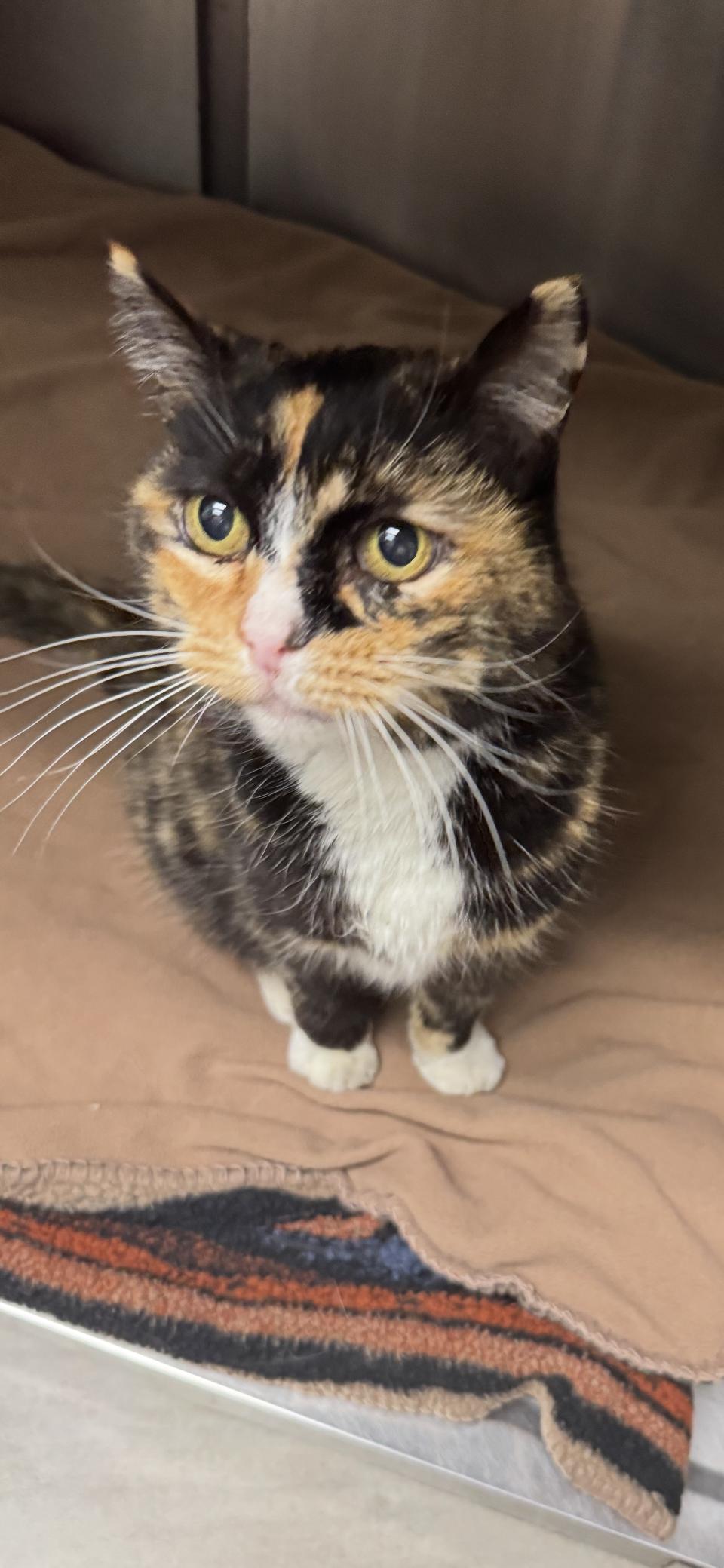 Enlarge Jasmine, a Adoptable Calico in Scottsdale, AZ image 3/3
