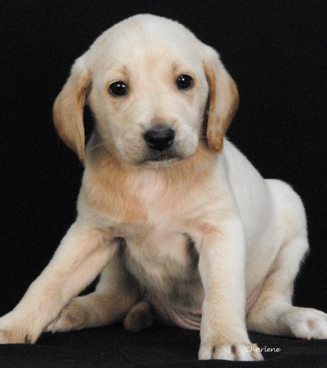 Caterpie, adopted, Puppy Female Irish Wolfhound & Bluetick Coonhound.