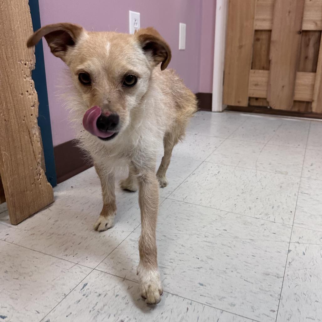 Enlarge Slinky, a Adoptable mixed breed in Branson, MO image 1/6