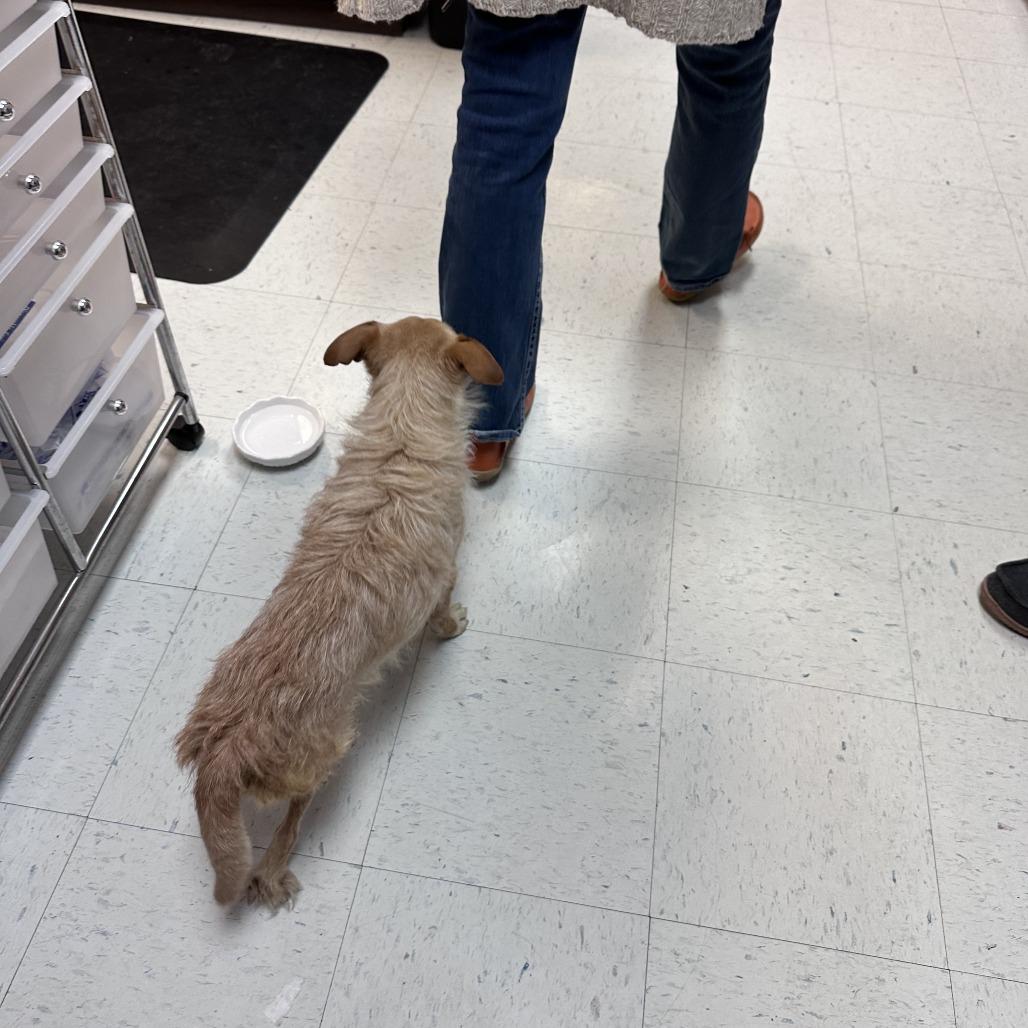 Enlarge Slinky, a Adoptable mixed breed in Branson, MO image 2/6