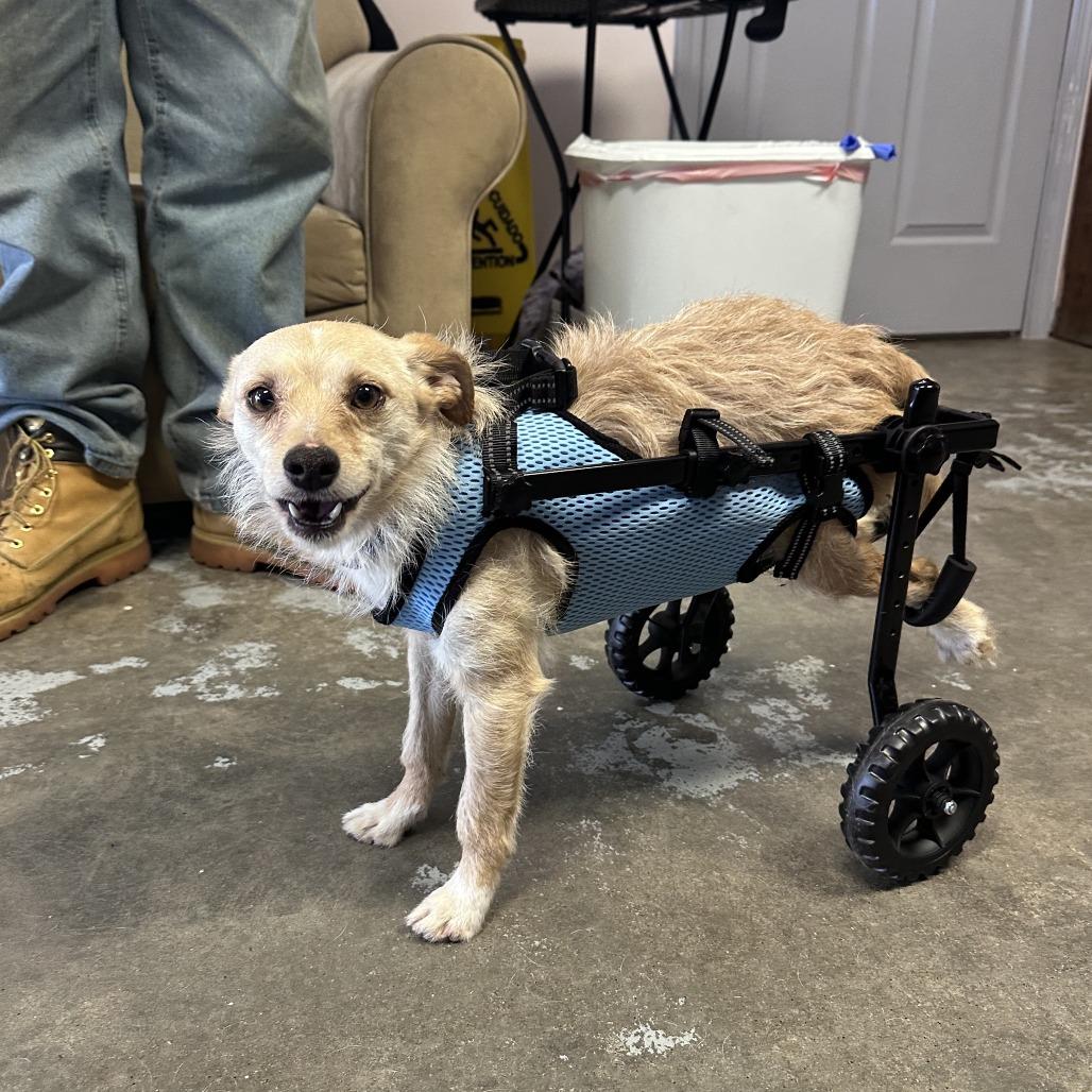 Enlarge Slinky, a Adoptable mixed breed in Branson, MO image 3/6