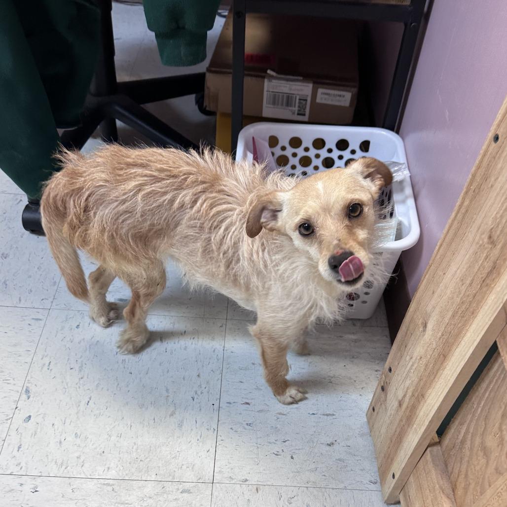 Enlarge Slinky, a Adoptable mixed breed in Branson, MO image 4/6