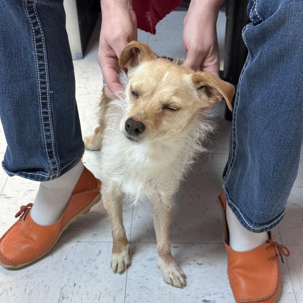 Enlarge Slinky, a Adoptable mixed breed in Branson, MO image 5/6