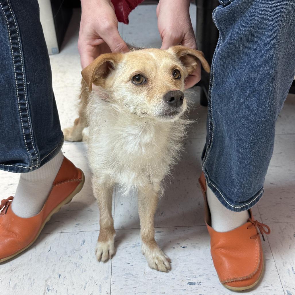 Enlarge Slinky, a Adoptable mixed breed in Branson, MO image 6/6