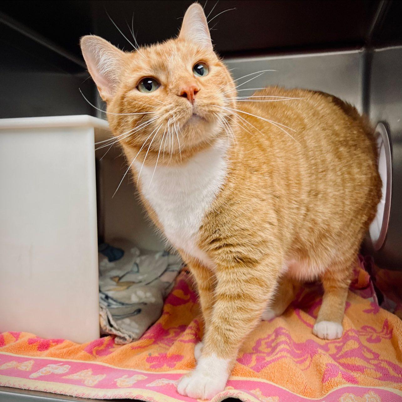 Sir Garfield