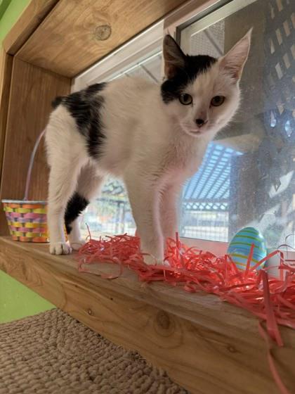 Masha, Adoptable, Adult Female Domestic Short Hair & Domestic Short Hair.