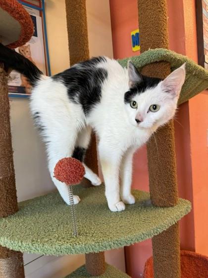 Enlarge Masha, a Adoptable mixed breed in Scottsbluff, NE image 2/3