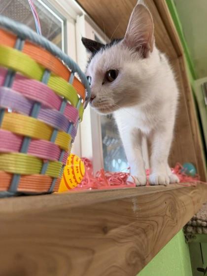 Enlarge Masha, a Adoptable mixed breed in Scottsbluff, NE image 3/3