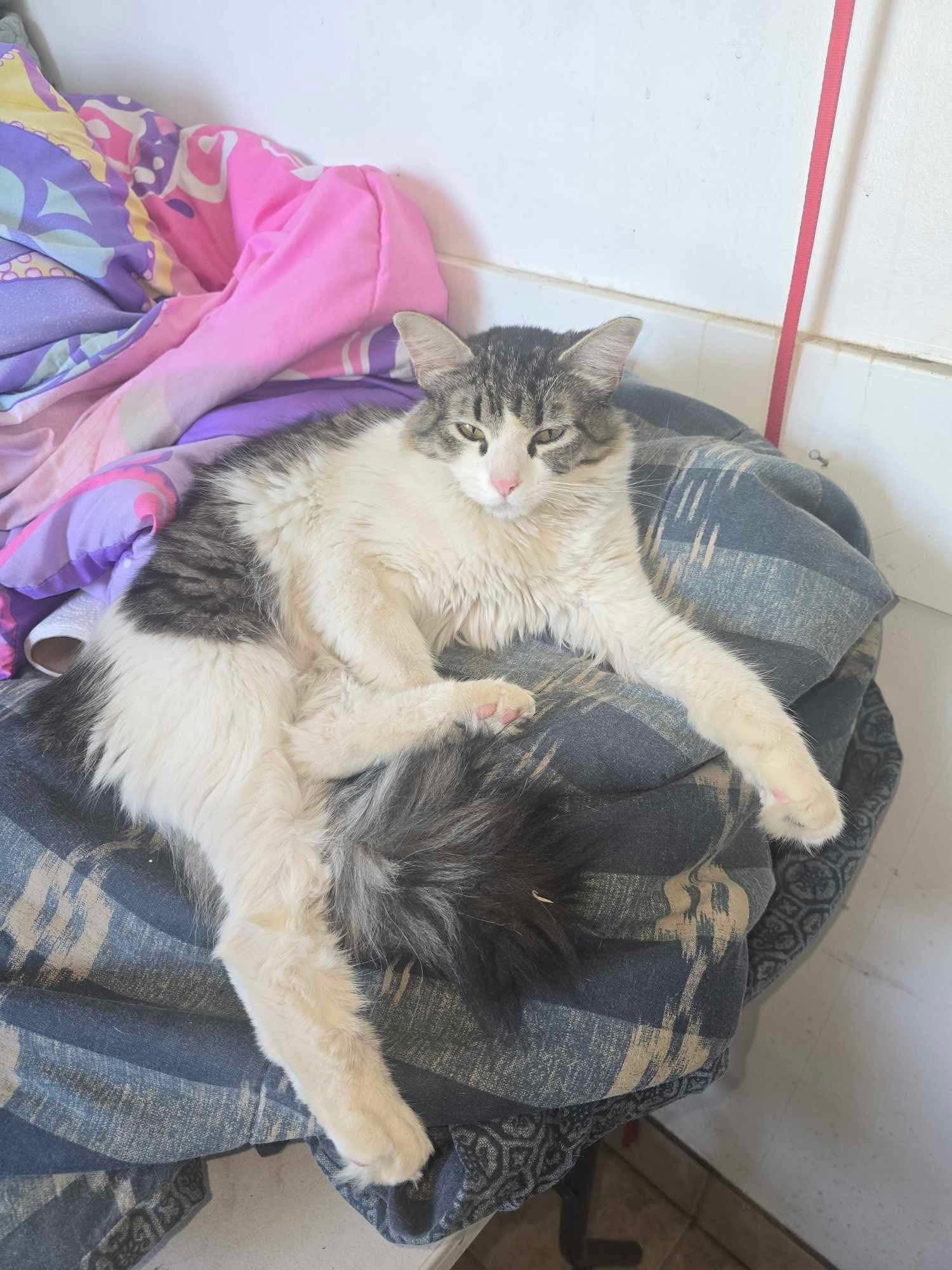 Cruella, an adoptable Domestic Long Hair in Price, UT_image-1
