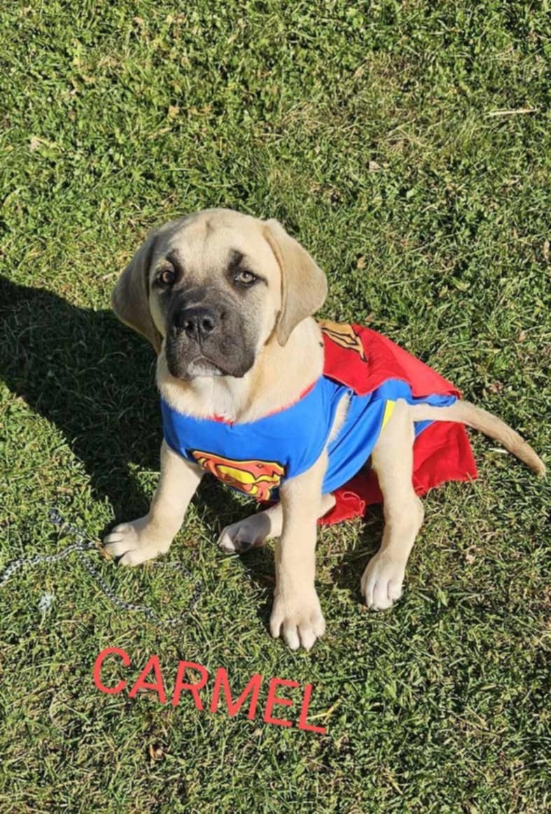 Dog for adoption Carmel (2024101504), a Mastiff Mix in Niagara on