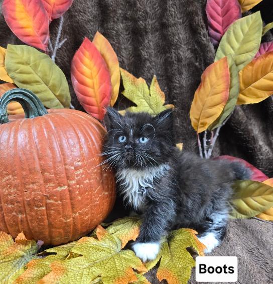 Boots, Adopted, Kitten Female Domestic Long Hair.