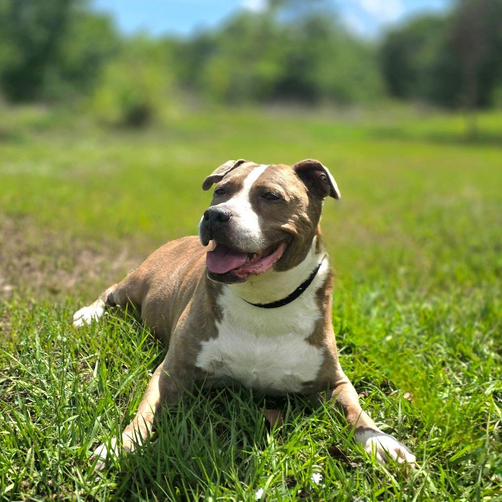 Marley, Adoptable, Senior Female Mixed Breed.