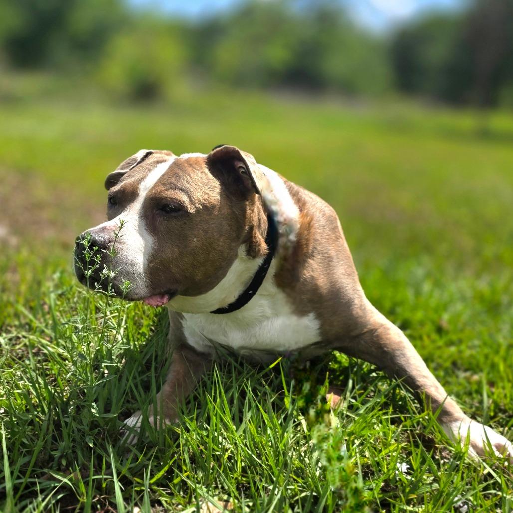 Marley, a Adoptable Mixed Breed in Port Charlotte, FL image 2/5