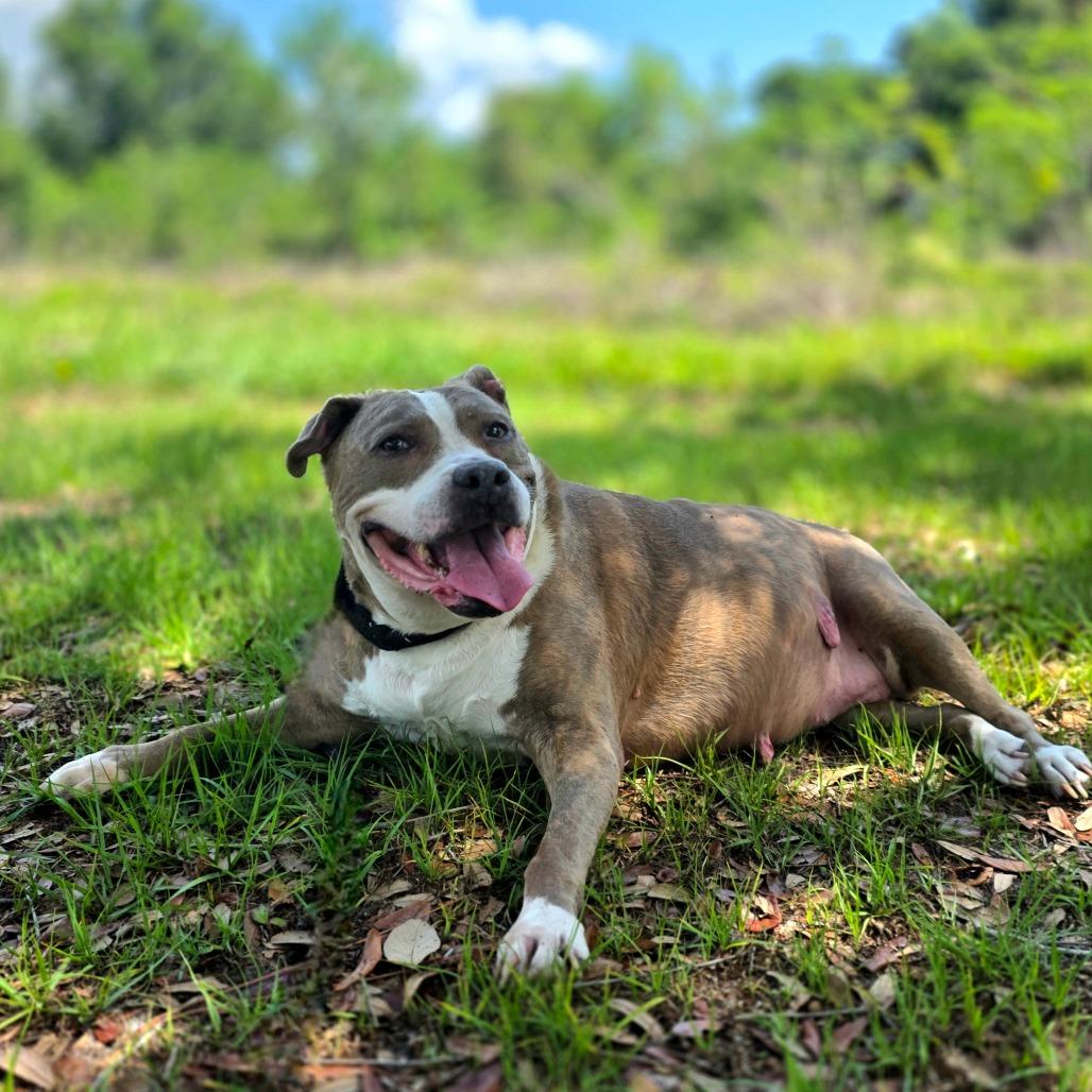 Marley, a Adoptable Mixed Breed in Port Charlotte, FL image 3/5