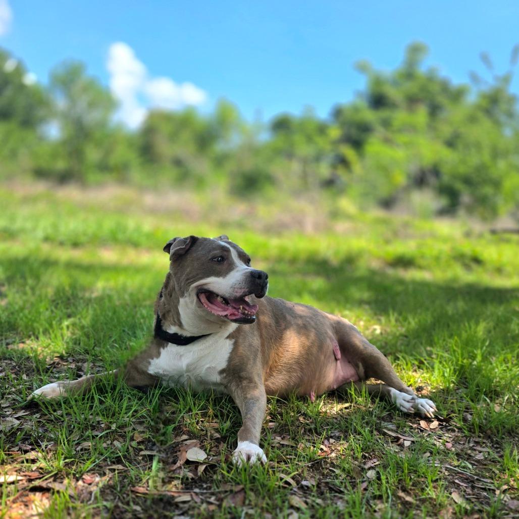 Marley, a Adoptable Mixed Breed in Port Charlotte, FL image 4/5