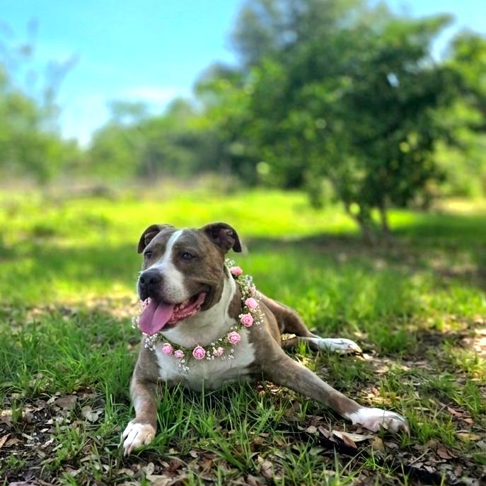 Marley, a Adoptable Mixed Breed in Port Charlotte, FL image 5/5