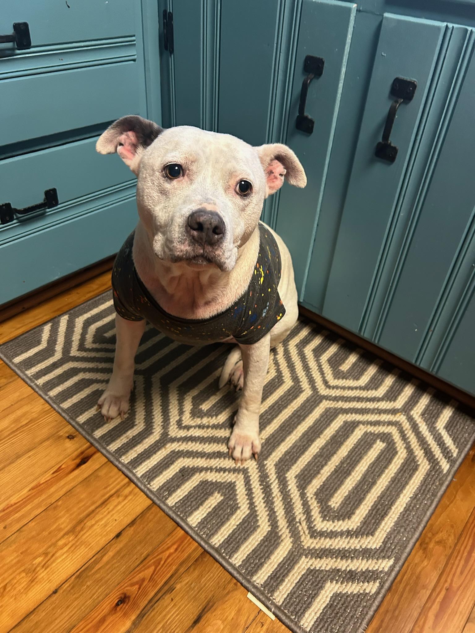 Enlarge Elizabeth , a ADOPTABLE American Staffordshire Terrier in Charlotte, NC image 5/6