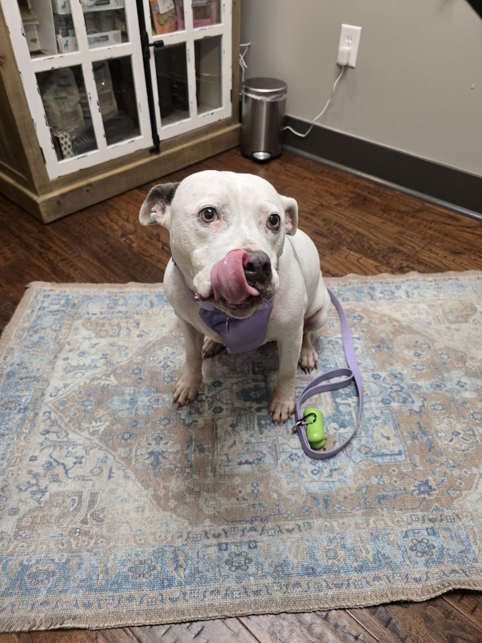 Enlarge Elizabeth , a ADOPTABLE American Staffordshire Terrier in Charlotte, NC image 3/6