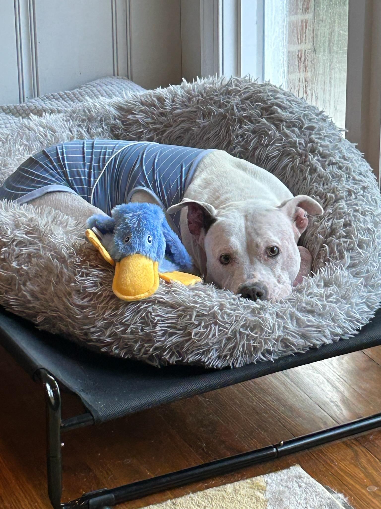 Elizabeth , ADOPTABLE, Senior Female American Staffordshire Terrier.