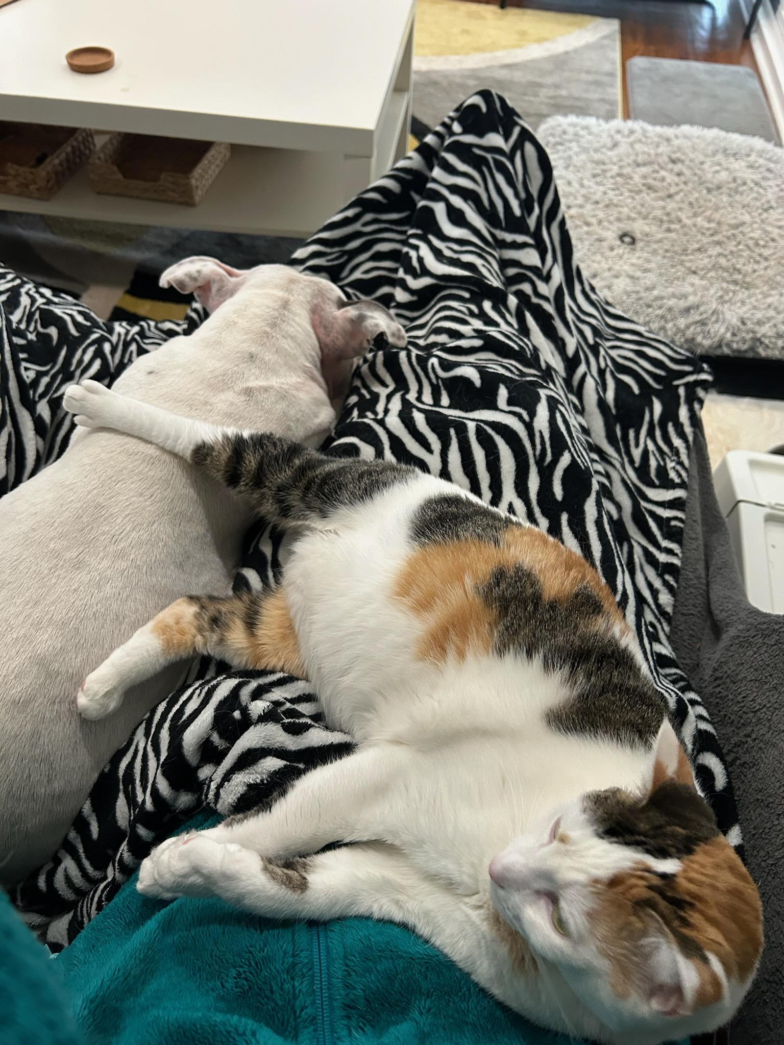 Enlarge Elizabeth , a ADOPTABLE American Staffordshire Terrier in Charlotte, NC image 6/6