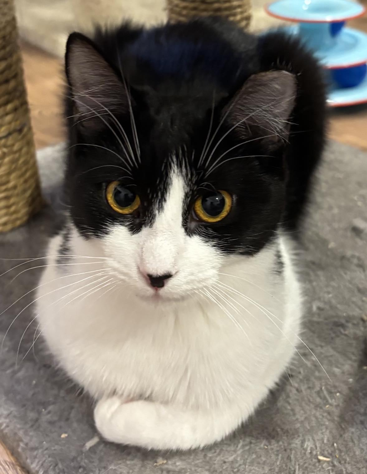 Enlarge Ollie, a ADOPTABLE Domestic Short Hair in Terrebonne, QC image 1/6