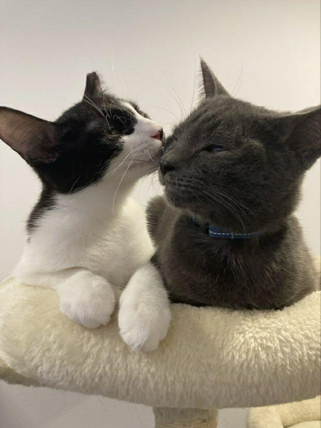 Ollie, a ADOPTABLE Domestic Short Hair in Terrebonne, QC image 2/6