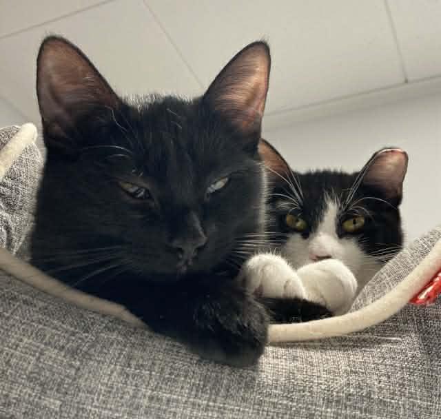 Ollie, a ADOPTABLE Domestic Short Hair in Terrebonne, QC image 3/6