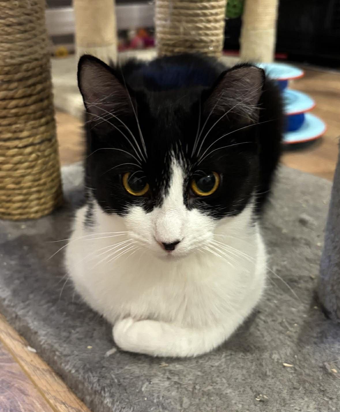 Enlarge Ollie, a ADOPTABLE Domestic Short Hair in Terrebonne, QC image 4/6