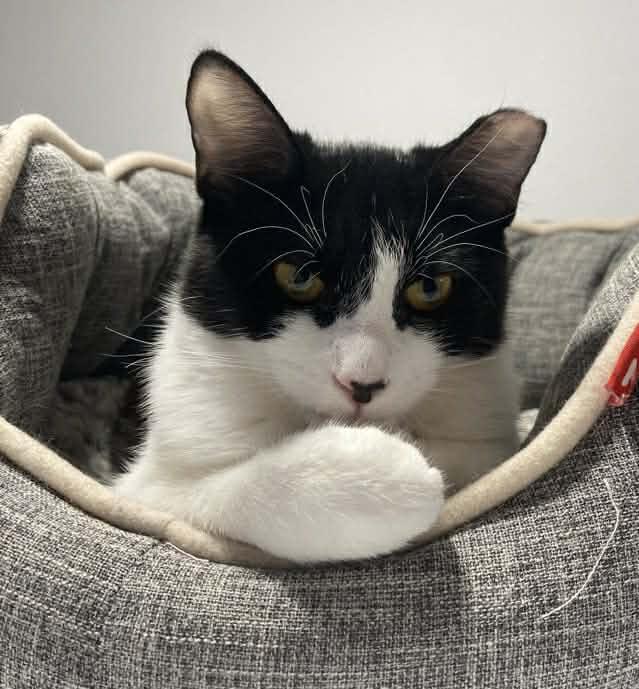 Ollie, a ADOPTABLE Domestic Short Hair in Terrebonne, QC image 6/6