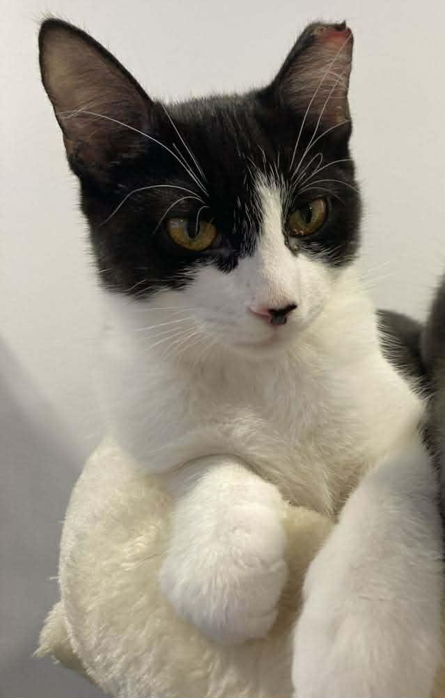 Ollie, ADOPTABLE, Kitten Female Domestic Short Hair.